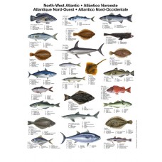 Nordvest Atlantiske Fisk (MB)